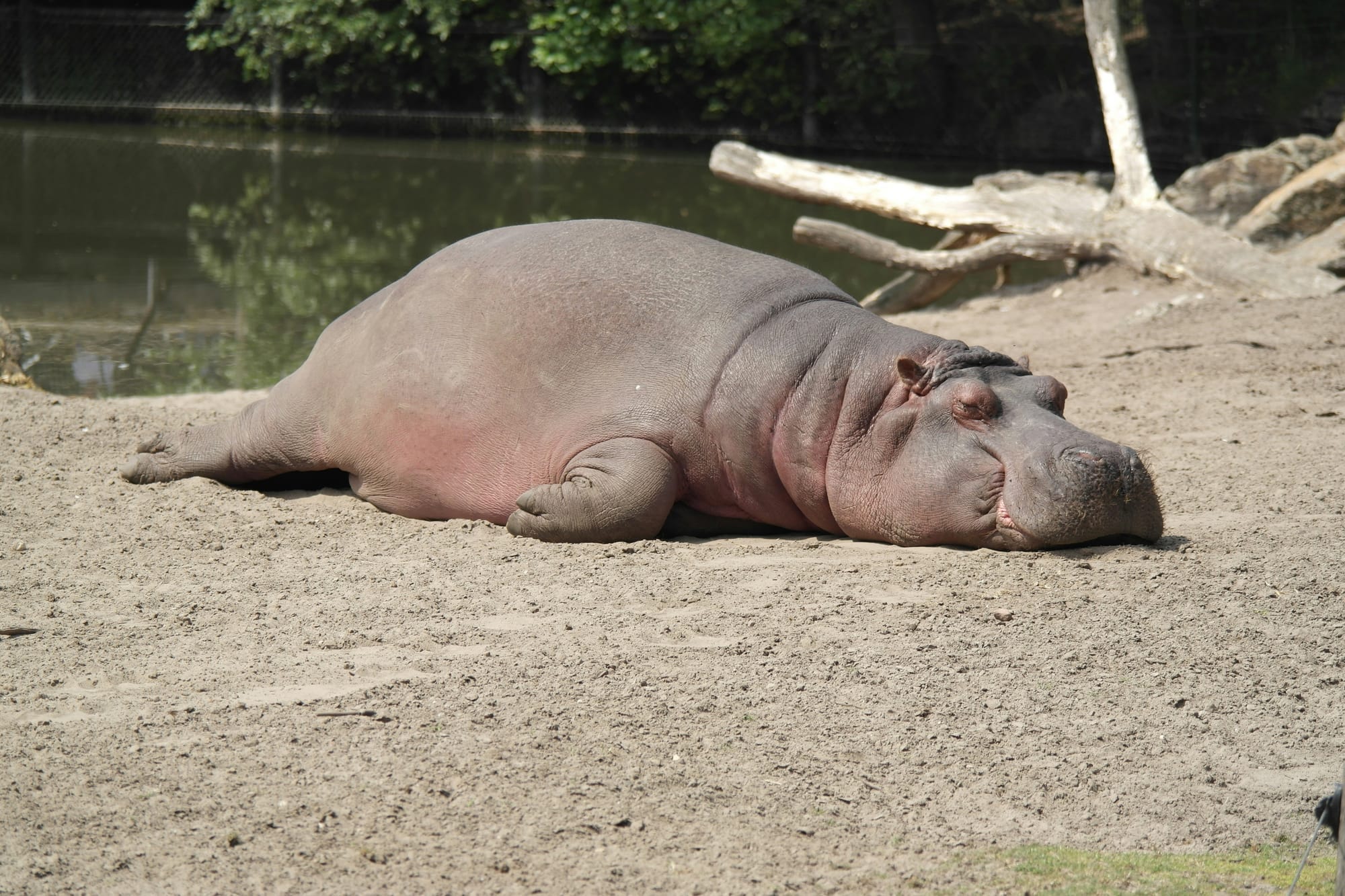 Hippo skin secretes a natural reddish sunscreen — one of the most extraordinary biological adaptations in the mammal world."