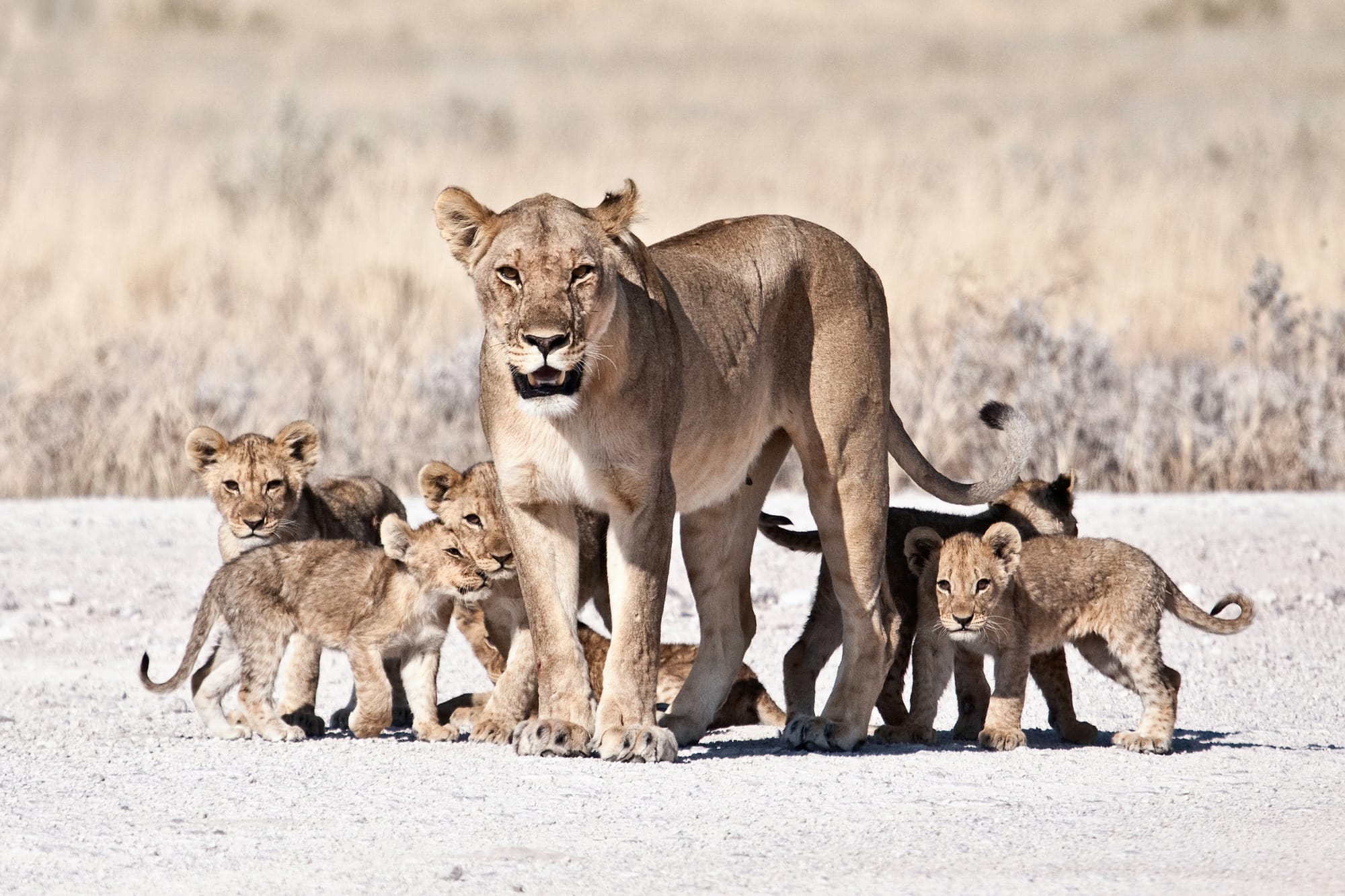 The Lioness Standard: What the Most Effective Leader in the Animal Kingdom Can Teach Us